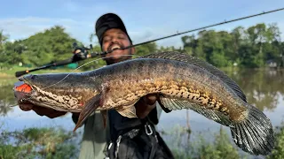 ഈ മോശം തവളയിലും മീൻ കിട്ടുമോ..😱🙆♂️ | Best Fishing Videos | Snakehead Fishing | Fishing Videos