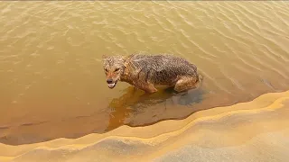 ذئب أتى من الصحراء عطشان ليشرب فحدث ما لم يكن في الحسبان 