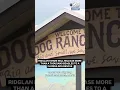 Wisconsin facility to release 1 500 beagles after agreement with rescue group