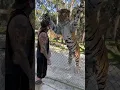 Giving this Giant Tiger a Treat