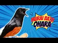 Download Lagu Masteran Murai Batu Ohara Full Isian !!!