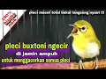 Download Lagu Pleci Ngecir Cocok Untuk Merangsang Birahi Dan Emosi Pleci, Di Jamin Ampuh