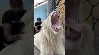 انياب اسد بالغ مرعب 