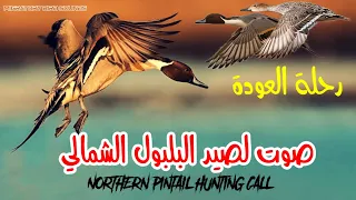 رحلة العودة صوت لصيد البلبول الشمالي ليلا Northern Pintail Hunting Call Bird Calls Bird Hunting 