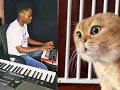Download Lagu Singing cat (producer BRK BEATZ) PUT YOUR VERS !!!