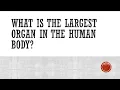 What is the largest organ in the body