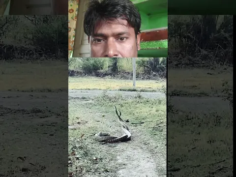 snake 🐍 love story 😍 video 🤣🤣🤣 #youtubeshorts #snake #trending #animals #shortvideos #shorts #viral