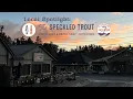 Local Spotlight The Speckled Trout
