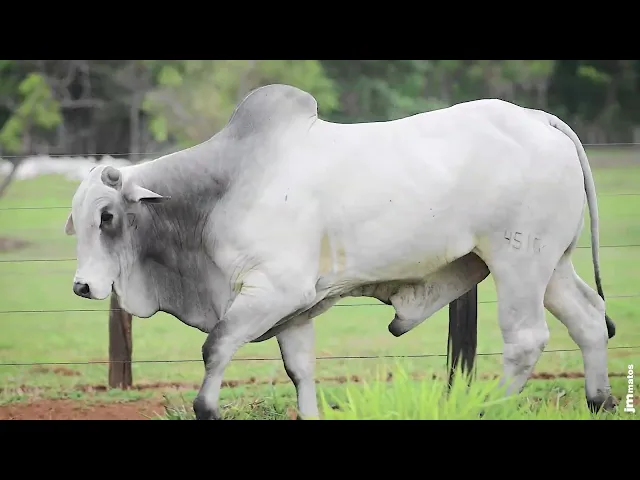 Touro Nelore AFOM - 4516