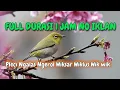 Download Lagu Pleci Ngalas Gacor Ngerooll Panjang Durasi Full 1Jam Non stop Masteran burung pleci calon juara