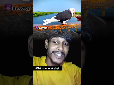 😇 King only Blacky🦅👿 #pigeon #shorts