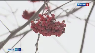 «Вести Омск»,  дневной эфир от 17 марта 2022 года