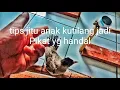 Download Lagu Tips jitu anakan Kutilang jadi Pikat yang Handal
