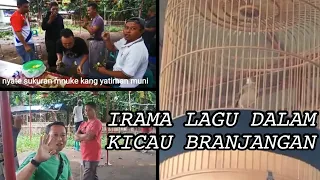 irama lagu dalam kicau burung branjangan ii episode 8