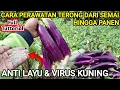 Download Lagu ✅️ Cara menanam terong ungu dari semai hingga panen anti layu \u0026 virus kuning. #terong #pupukterbaik