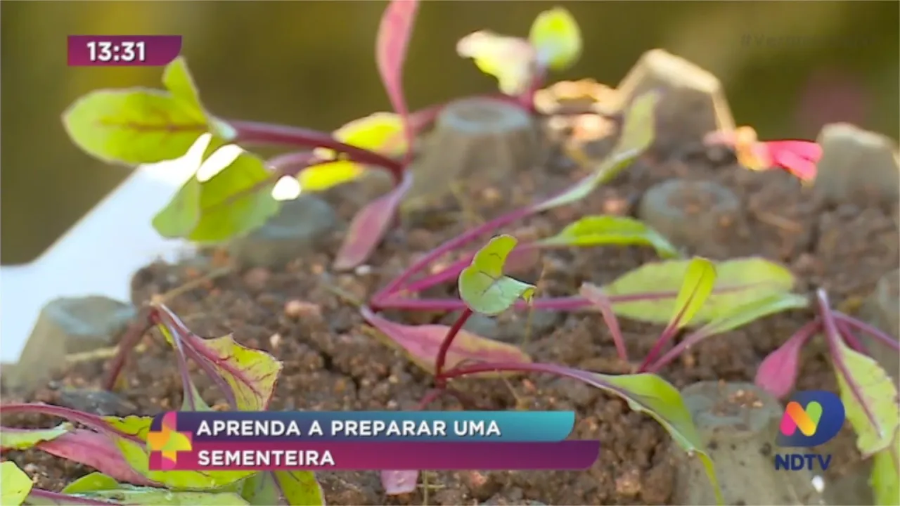 Aprenda a preparar uma sementeira para fazer as próprias plantinhas