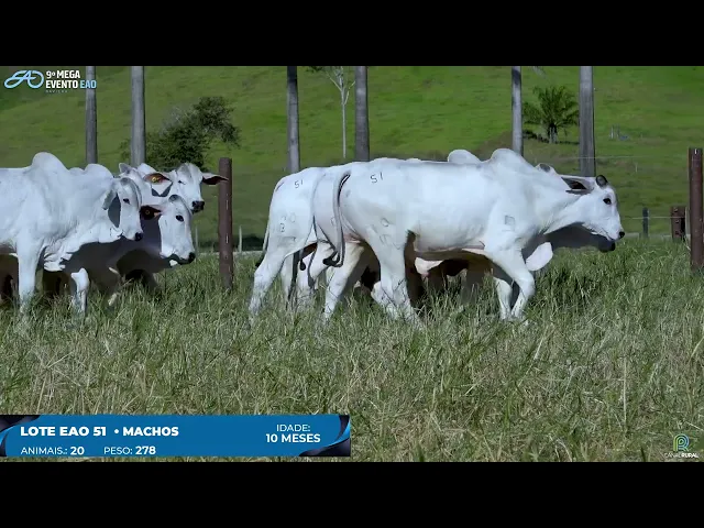 Lote 51