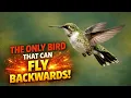 This Bird Can Fly Backwards But How