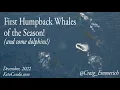 First Whales of the Season 2022 2023