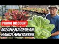 Download Lagu PUOL GAAS INDUKAN EDISI KILAP SIAP DILEPAS