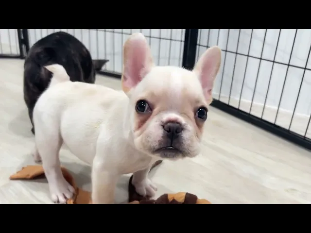 動画