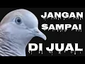 Download Lagu BELUM TENTU DAPAT KEMBALI ,,, JENIS PERKUTUT YANG ISTIMEWA DAN JANGAN SAMPAI DI JUAL