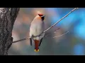 Magnificent Birds | Stunning Nature | Stress Relief | Relaxing Birds Sound | Soothing Birds Chirping
