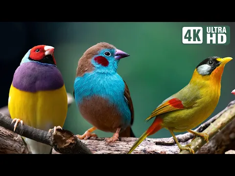 Download MP3 Magnificent Birds | Stunning Nature | Stress Relief | Relaxing Birds Sound | Soothing Birds Chirping
