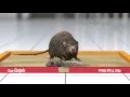 Download Lagu TVC: Lem Tikus CAP GAJAH - Director's cut