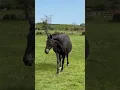 PREGNANT MARE IS HUGE