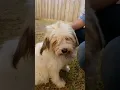 Meet Petey our newest 100 rescue