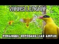 Download Lagu Suara Kepodang Betina Hutan Memanggil Jantan