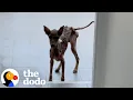 This Rescue Dog s Transformation Will Leave You Speechless The Dodo