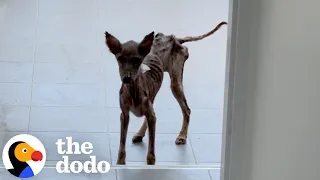 This Rescue Dog s Transformation Will Leave You Speechless The Dodo