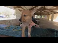 Toast and Max are now poster dogs for Dallas pet adoption needs hundreds of dogs in need of homes