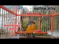 Burung mantenan betina super gacor memanggil jantan