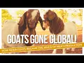 Everything You Need to Know About Boer Goats