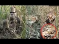 Download Lagu Mongolian lark Birds - Feeding Baby In Their Natural Habitat #Bird beautiful [ Review Bird Nest ]