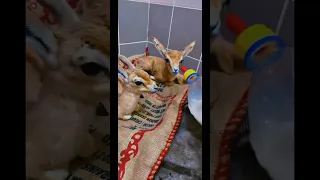 حيوانات للاطفال اجمل حيوان تربية الحيوانات حيوانات اليفه حيوانات المزرعه غزال حيوانات مفترسة Animal 