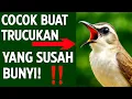 Download Lagu Masteran trucukan gacor ngalas tarung ropel paling bagus untuk pancingan trucukan agar bunyi nyaut
