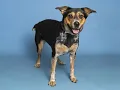 Help Homeless Pets by Shopping at AJ s Fine Foods