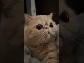 Download Lagu Cutest Cat #amazing #shorts #hemsuhem #trending #cats #viralpost #tiktokvideo #tiktok #youtubeshorts