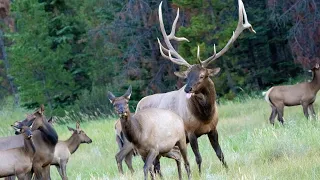 Download Elk Rut with Lots of Bugling and Aggressive Bull Guarding his Canadian Rockies Harem MP3