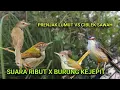 Download Lagu Suara pikat prenjak lumut ribut kombinasi ciblek sawah betina ribut suara burung kejepit.