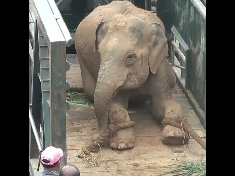 Wildlife officers capture wild elephant that came to village and release it into the wild