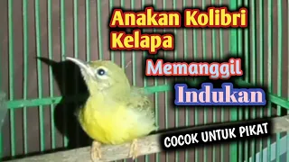 Download Suara Anakan Kolibri Kelapa Memanggil Indukan Cocok Untuk Pikat MP3