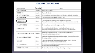 SISTEMA NERVOSO CABEÇA PESCOÇO 1