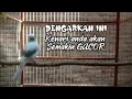 Download Lagu Burung Kenari Ngerol Rapat 🔻 Cocok Untuk Masteran