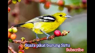 suara pikat burung sirtu mp3 jernih