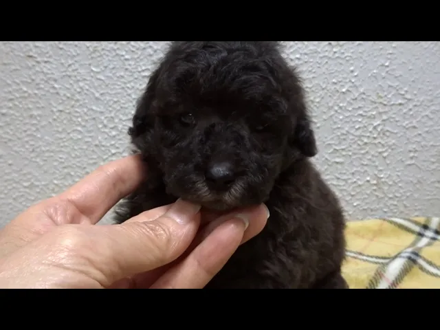 動画
